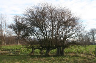 Remnants of plashed hedging