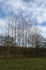 Stand of coppice poles in hedge