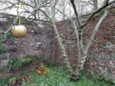 Golden apple and knobbly trunk