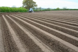Potato sowing in Cheshire, April 2014